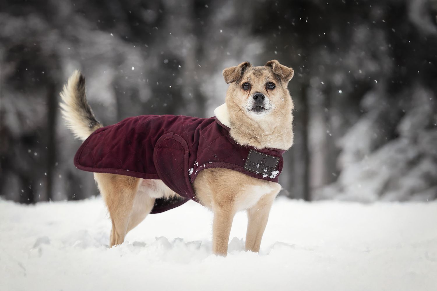 roemeens hond in de sneeuw met bordeaux dekentje aan