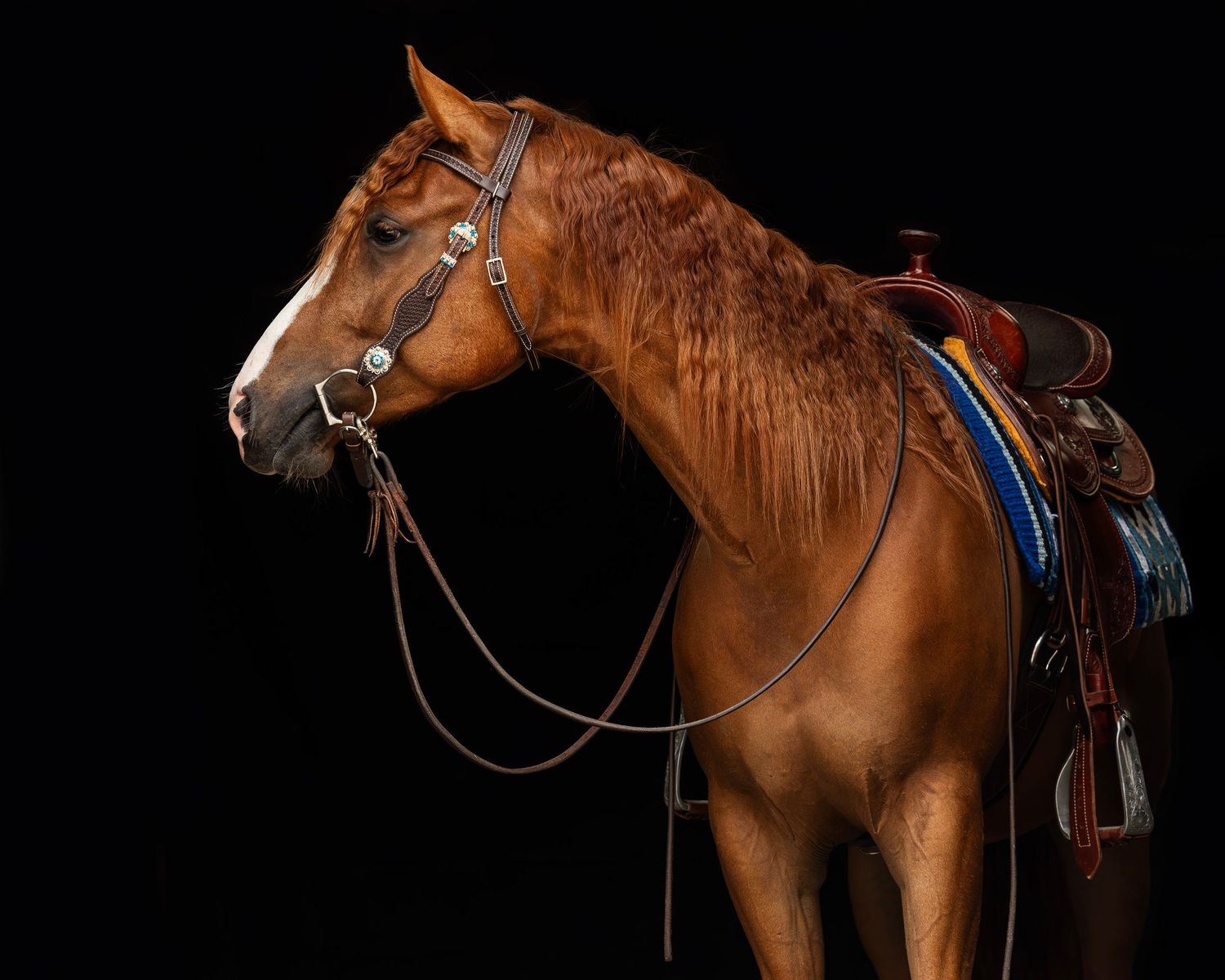 western paard quarter horse paint horse in blackfotografie met zwarte achtergrond in westernoutfit