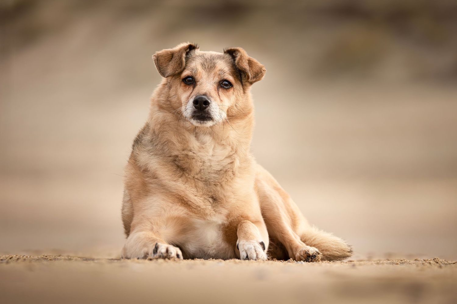 roemeense hond gefotografeerd aan de belgische kust op het strand