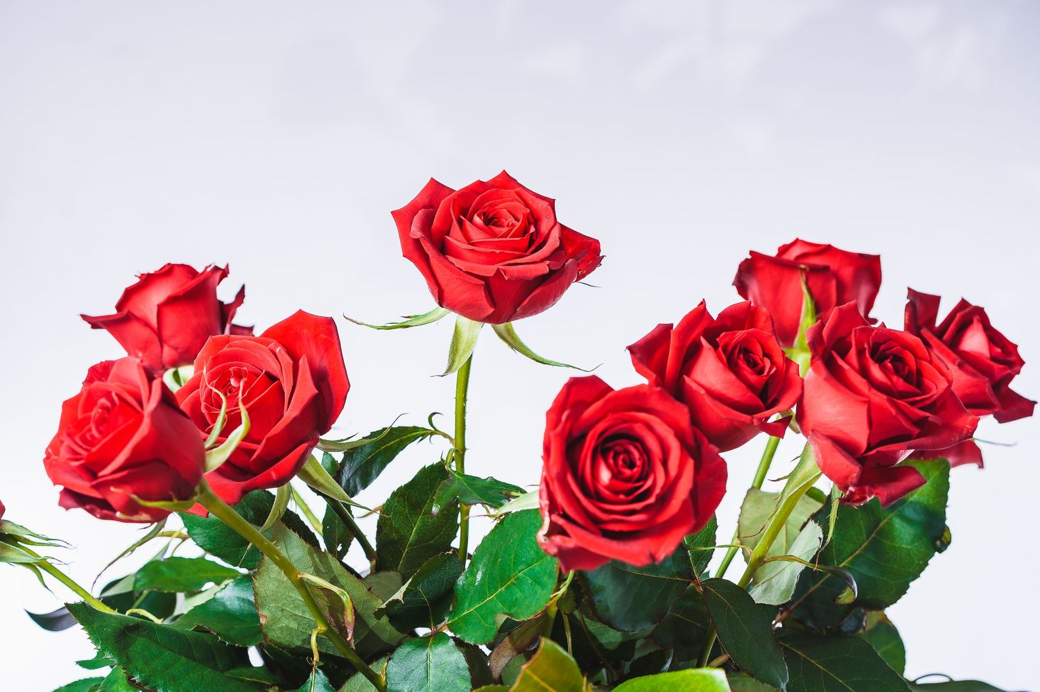 Vibrant red roses with glossy green leaves bloom against a light background. Commercial website and product photographer.