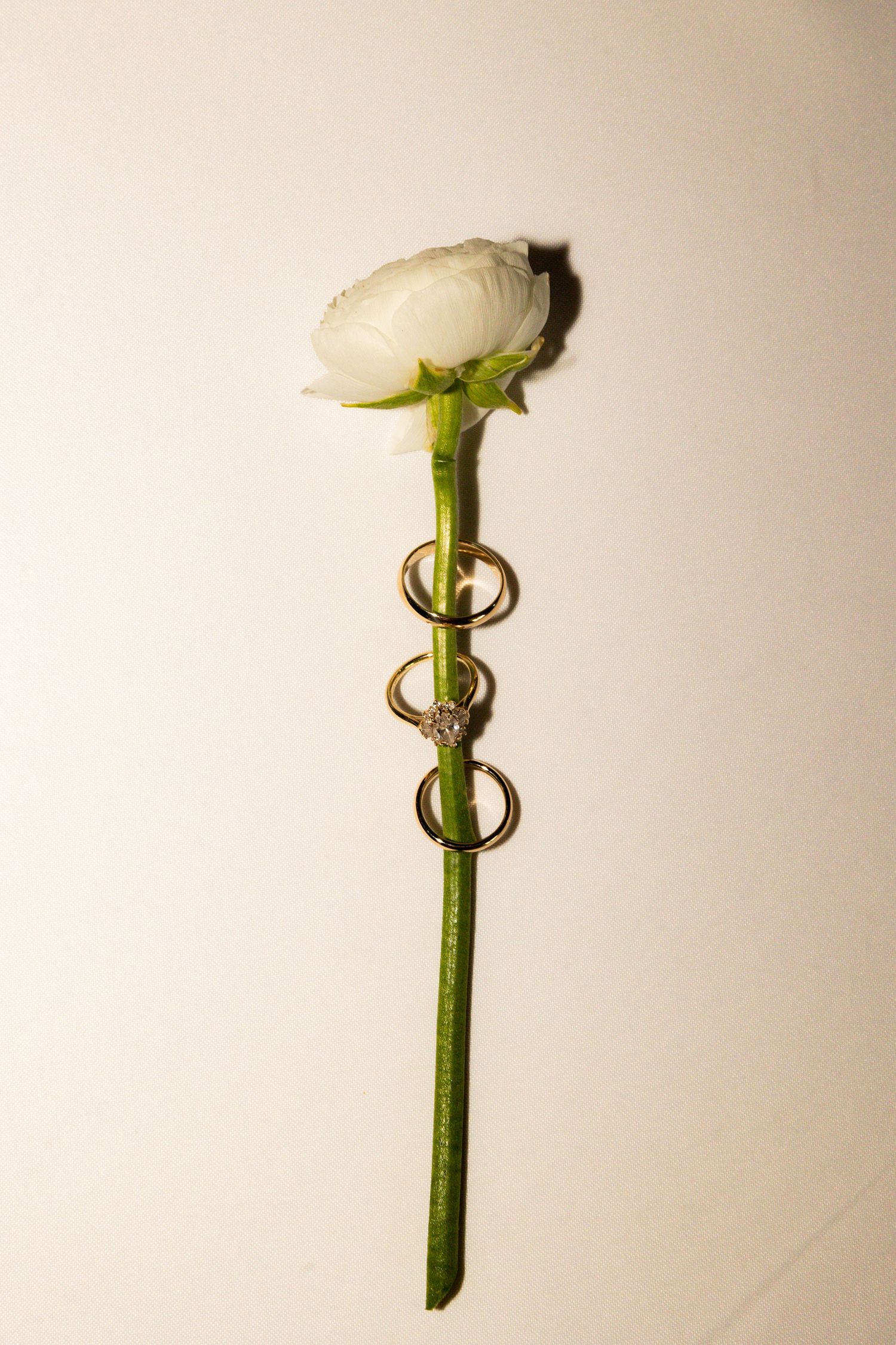 White rose stem with gold wedding rings and diamond engagement ring elegantly arranged on white background.