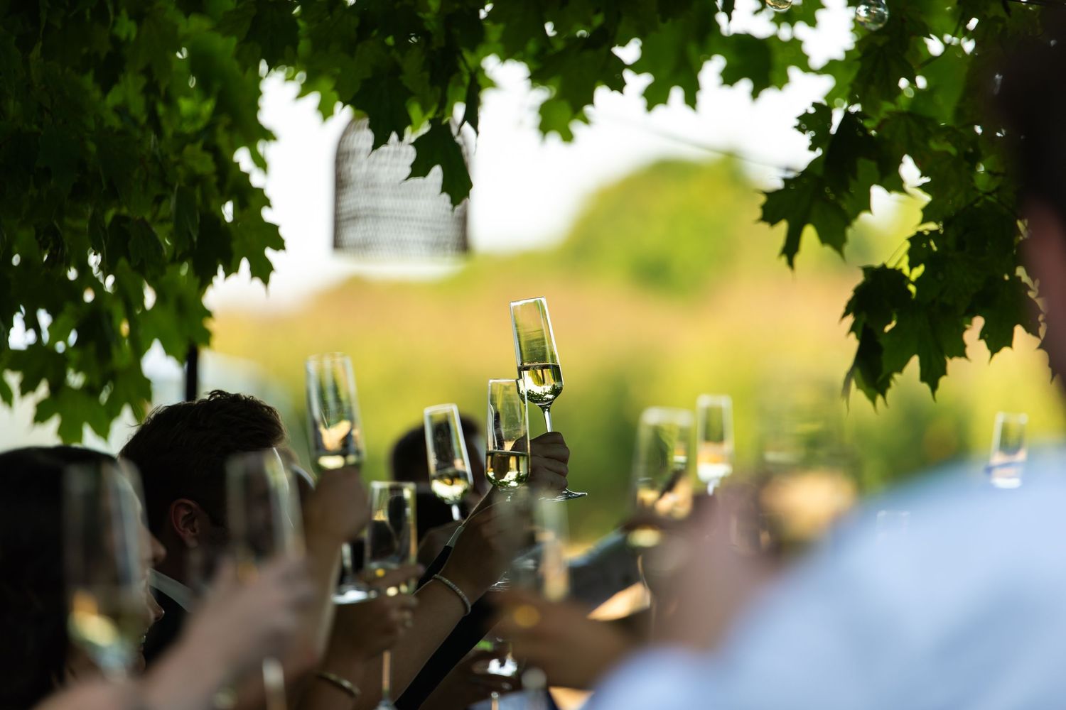 Guests raising glasses of white wine in a toast outdoors under green leaves at a sunny vineyard event.