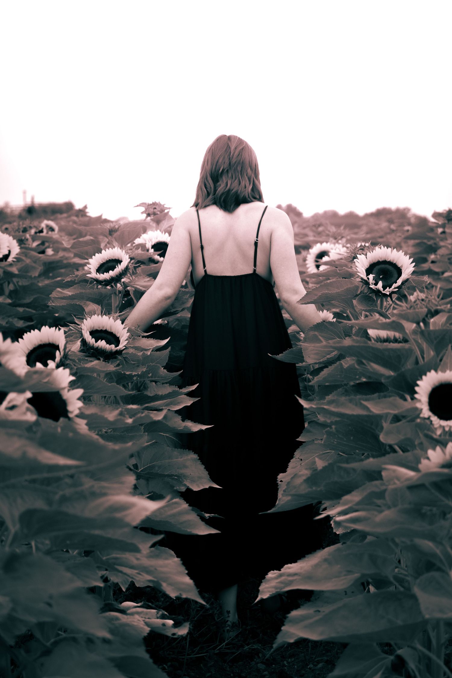 Woman in black dress walking through sunflower field, viewed from behind, in moody black and white tones.