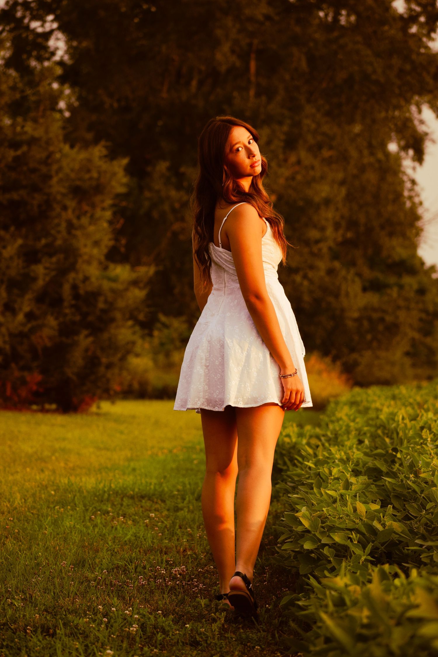 Golden hour photography in a lush green field with warm summer lighting.