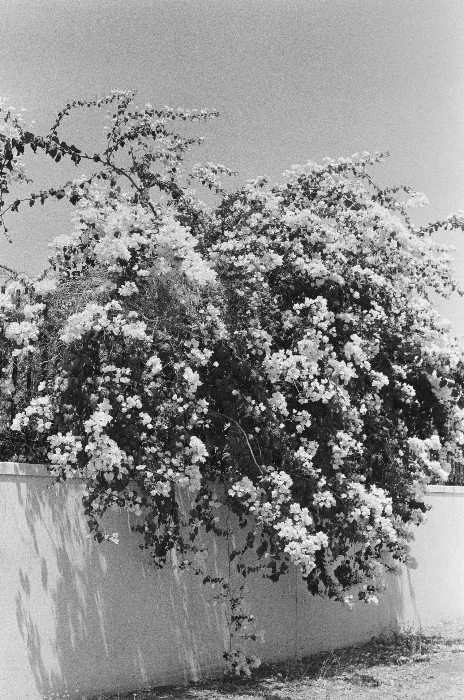 Climbing white roses cascade over a white wall in black and white photography.