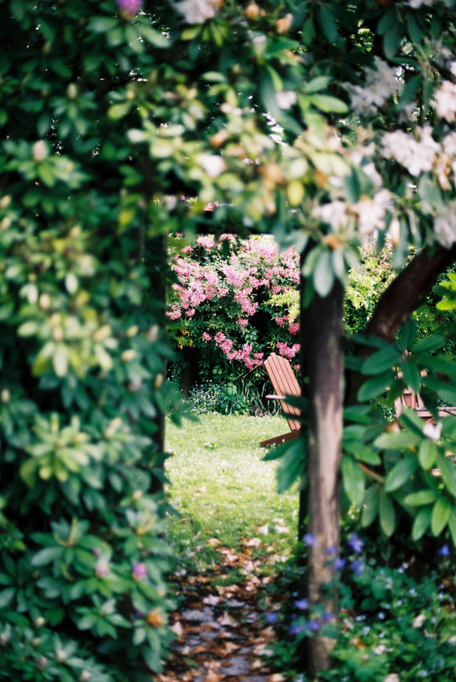 A garden path lined with blooming pink flowers and lush green foliage.