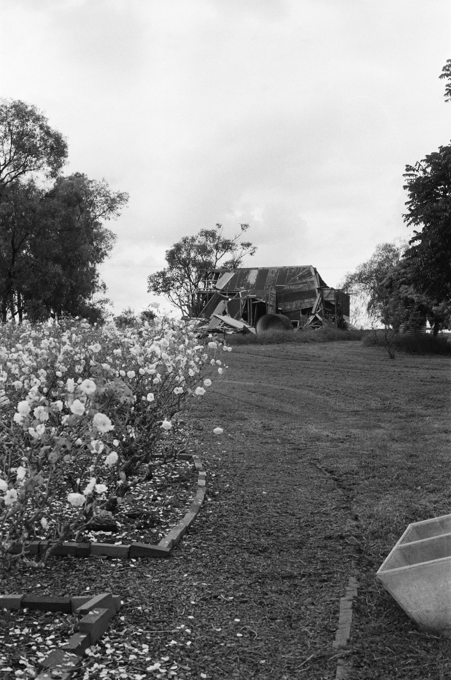 Black and white landscape with roses in foreground and rustic buildings on hilltop.