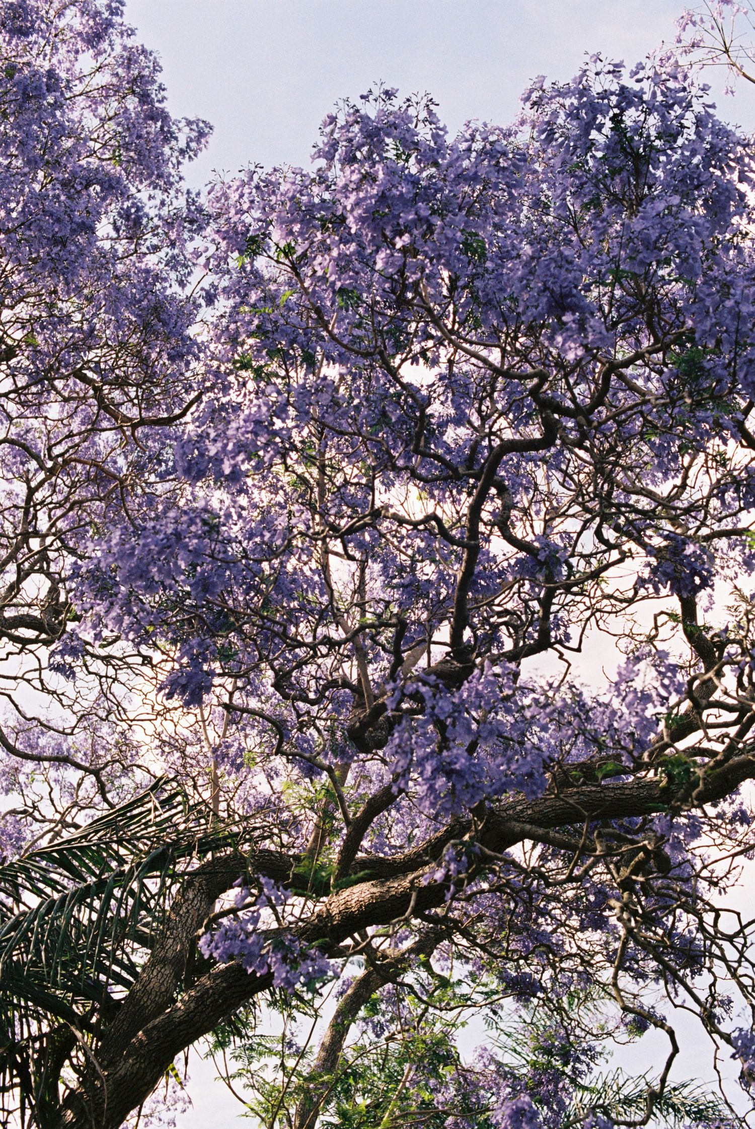 Panoramic view of blooming jacaranda tree with purple flowers against sky.