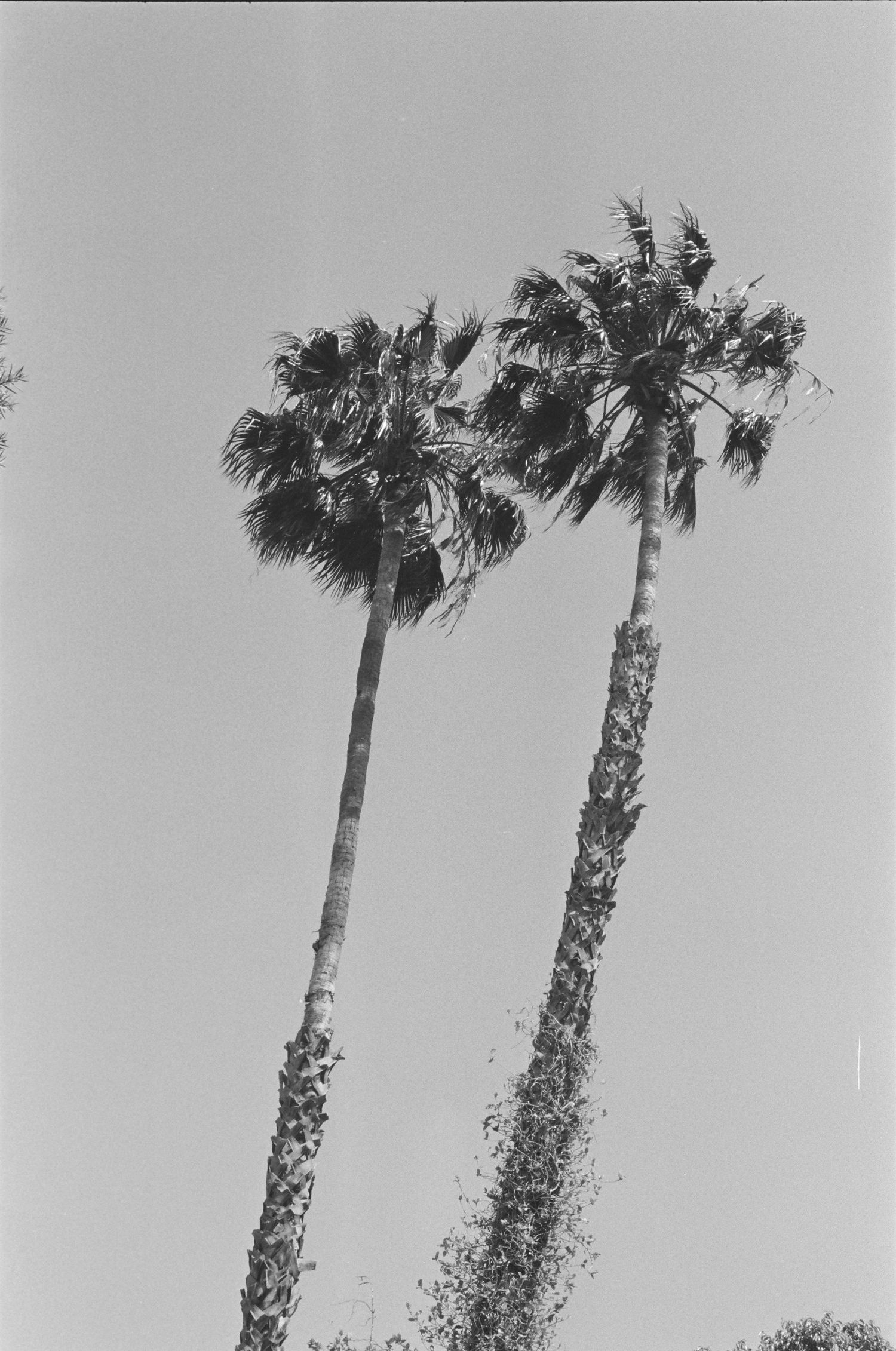 Two tall palm trees photographed in black and white against a clear sky.