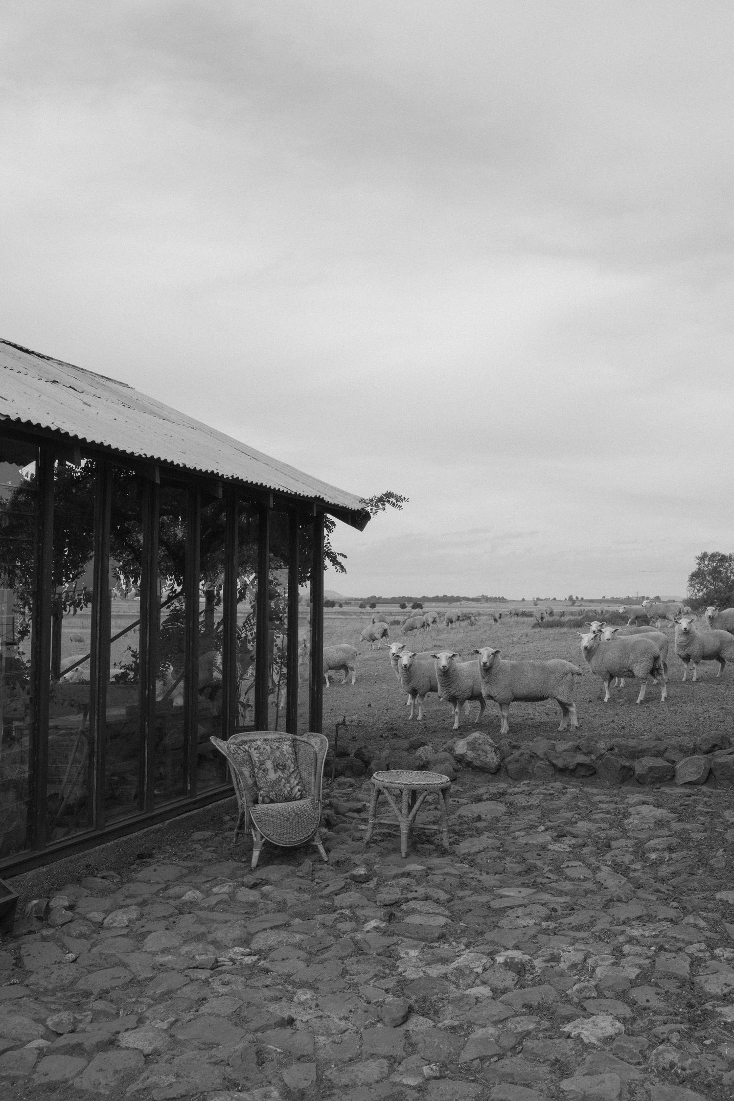 Black and white photo of sheep grazing in a field beside a glass building with wicker chairs on a stone patio.