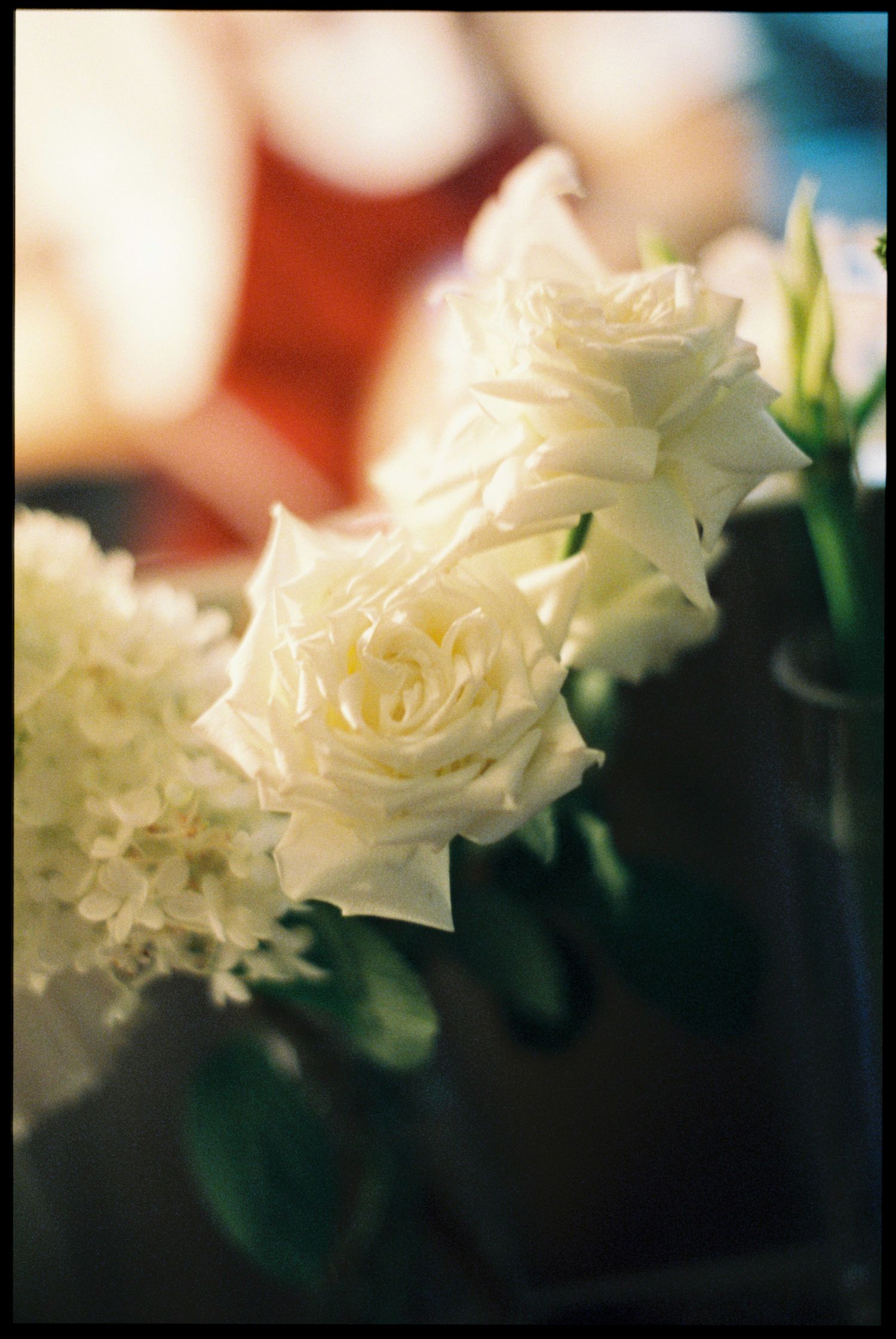 Close-up of elegant white roses with soft bokeh background, perfect for weddings or romantic floral arrangements.