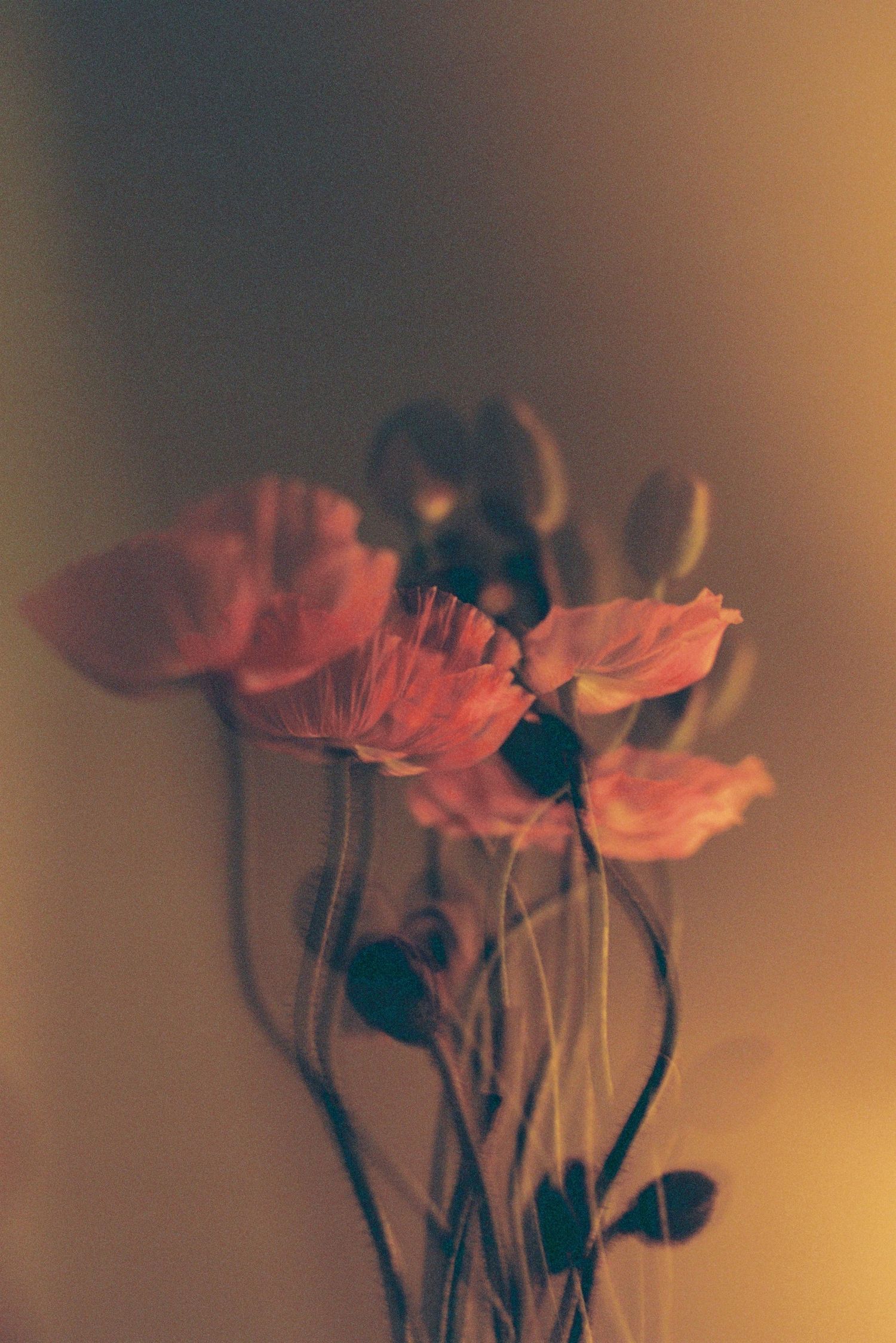 Red poppies with delicate petals photographed against a warm brown background.