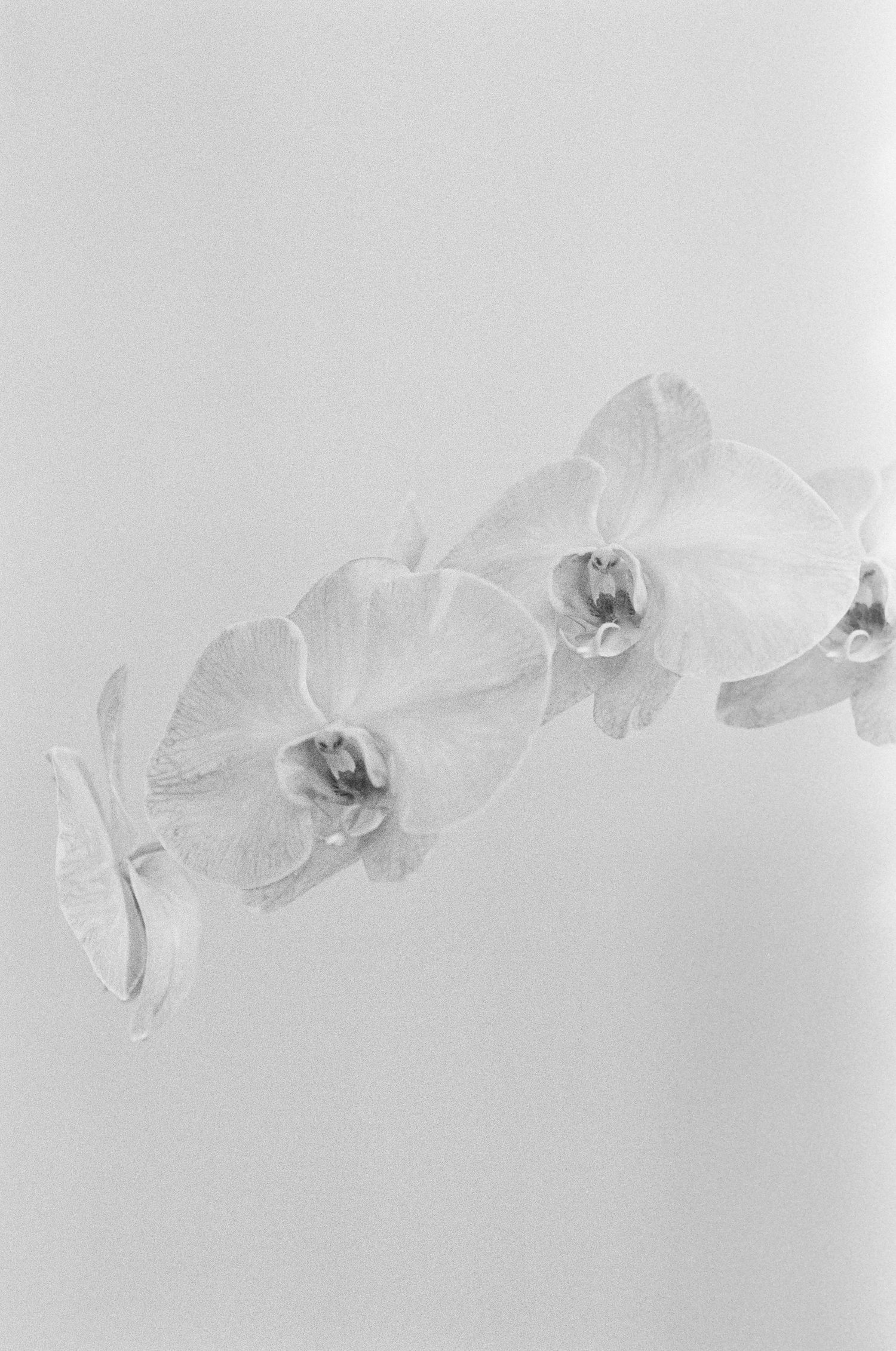 Elegant white orchids photographed in soft black and white tones against a light background.