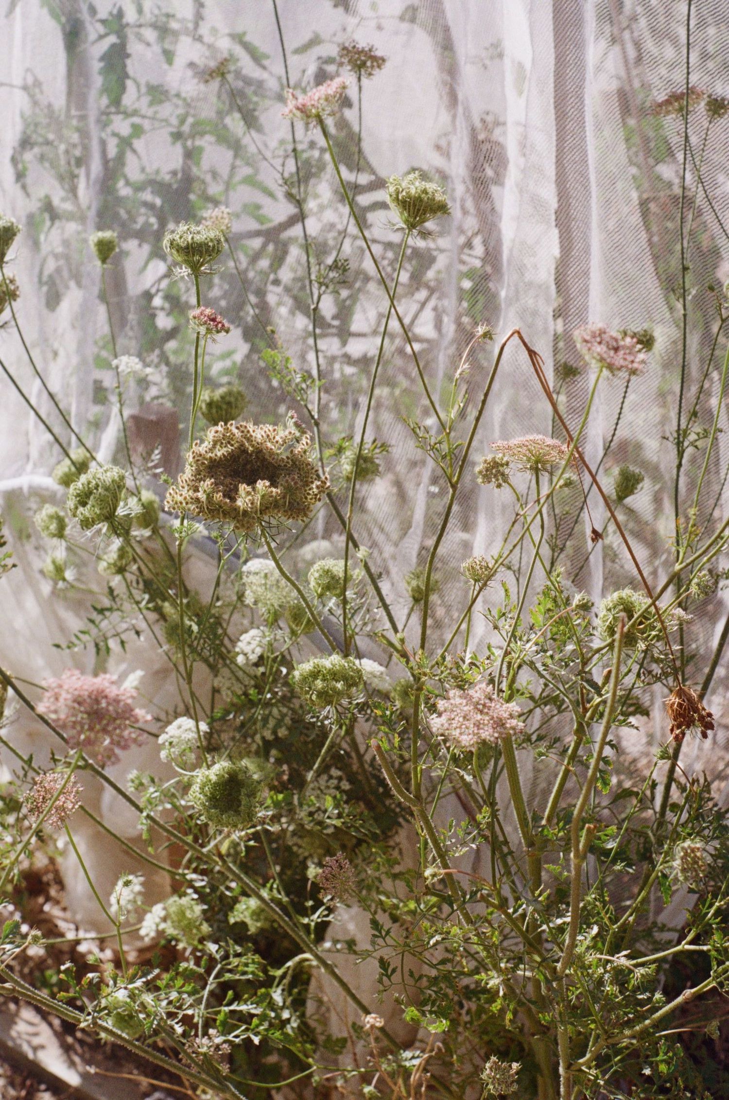 Delicate white wildflowers and greenery photographed through sheer curtains.