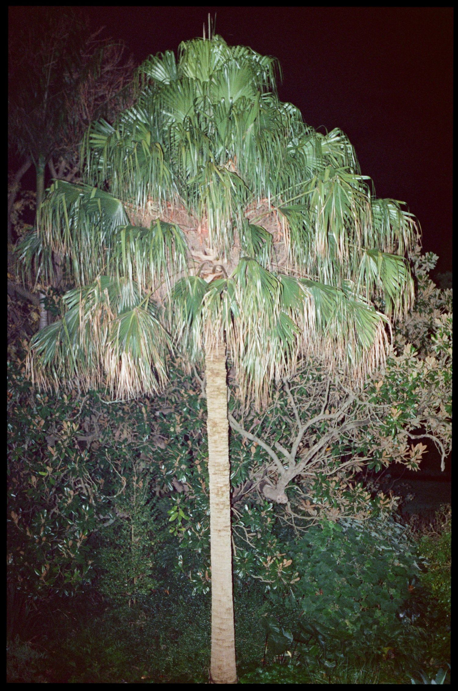 A tall palm tree with lush green fronds photographed at night against a dark sky.