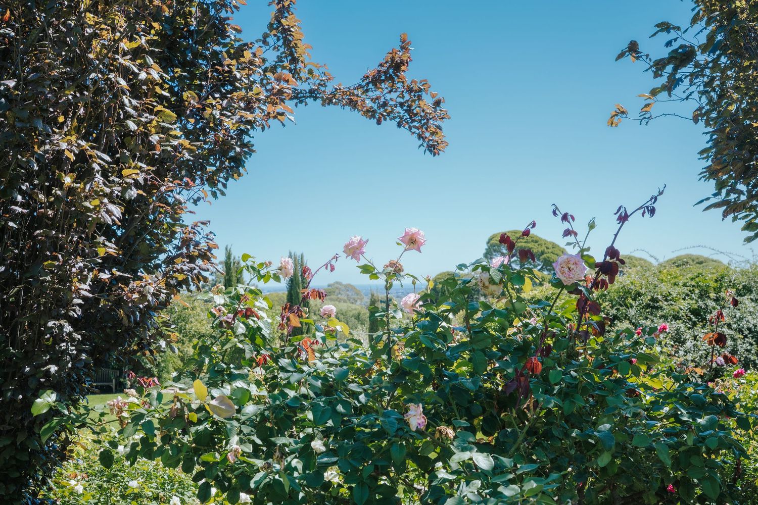 Lush garden with colorful blooming flowers and green trees under a clear blue sky.