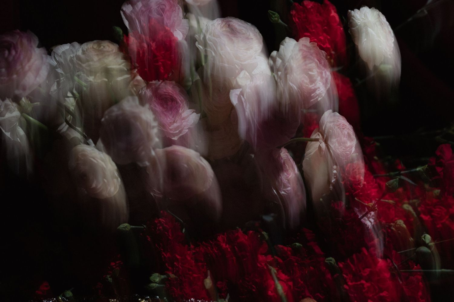 Artistic arrangement of red and white floral elements in dark lighting.