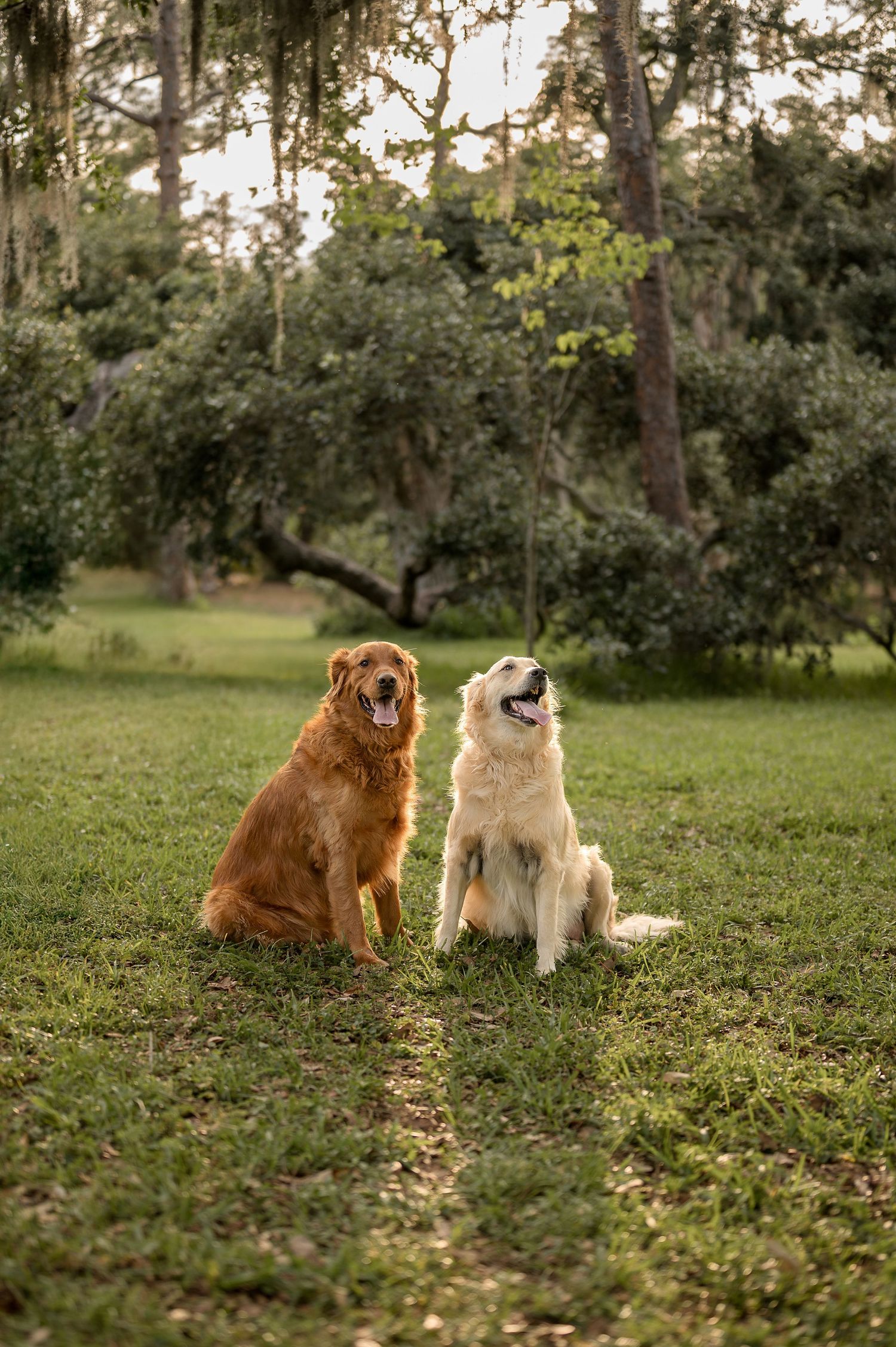 Two golden retrievers sitting on green grass in a sunlit park with moss-draped trees in the background.