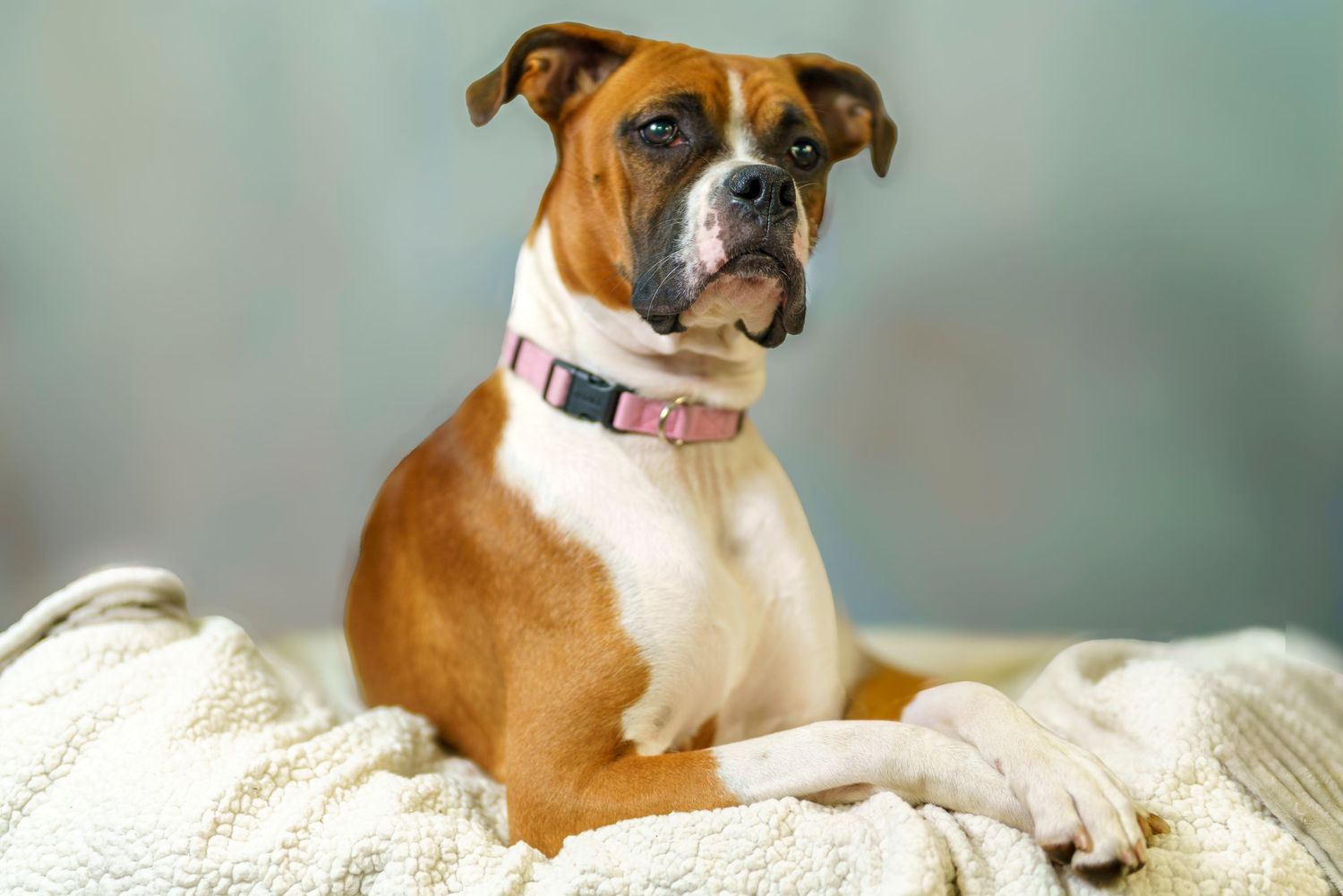 Pets 1