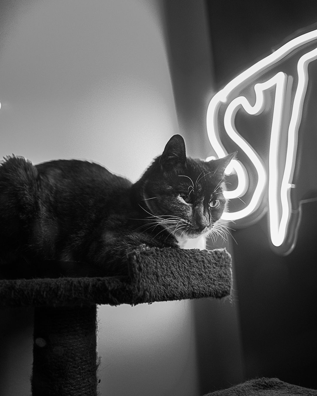 A black cat rests on a cat tree beside a glowing neon sign in a black and white photo.