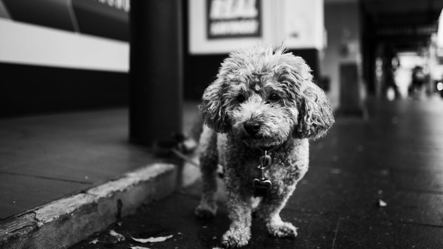 Black and white photo of a fluffy poodle walking alone on a city sidewalk.