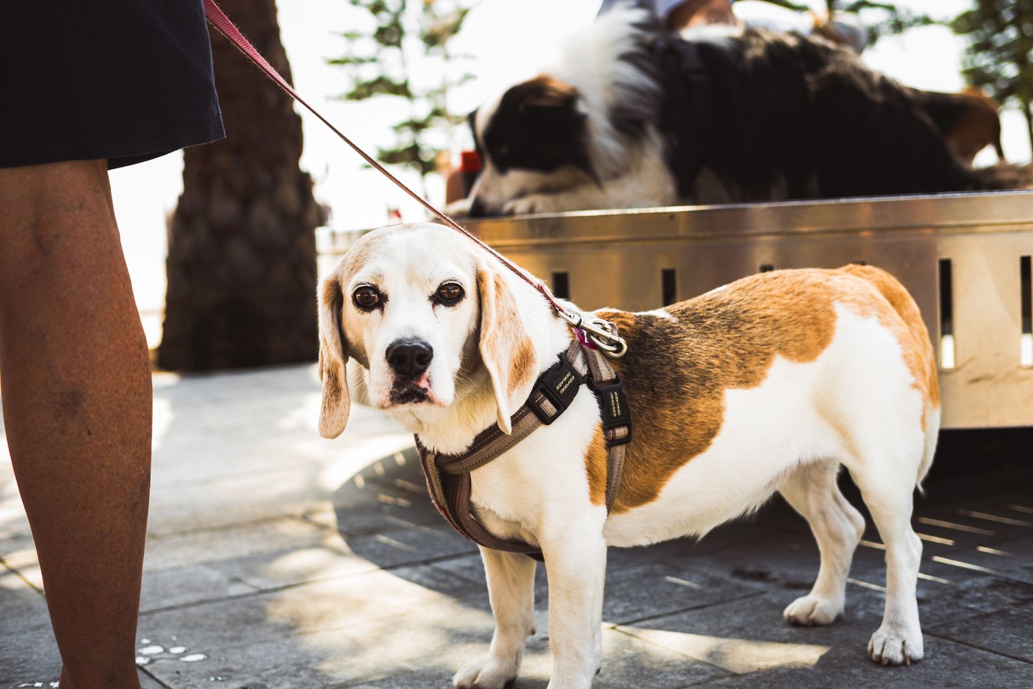 Beagle dog wearing a harness on a leash standing outdoors with another dog in background.