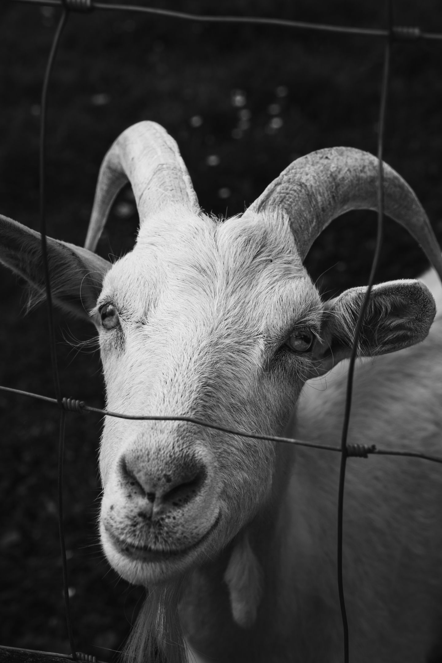 Black and white close-up portrait of a white horned goat looking through a wire fence.