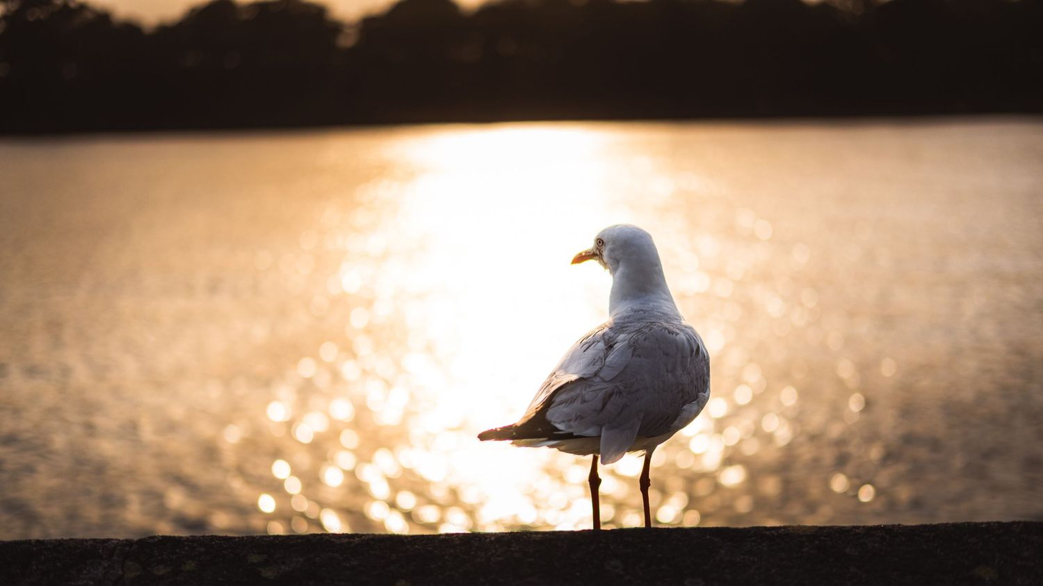 A seagull stands on a ledge at sunset with golden light reflecting off a lake behind it.