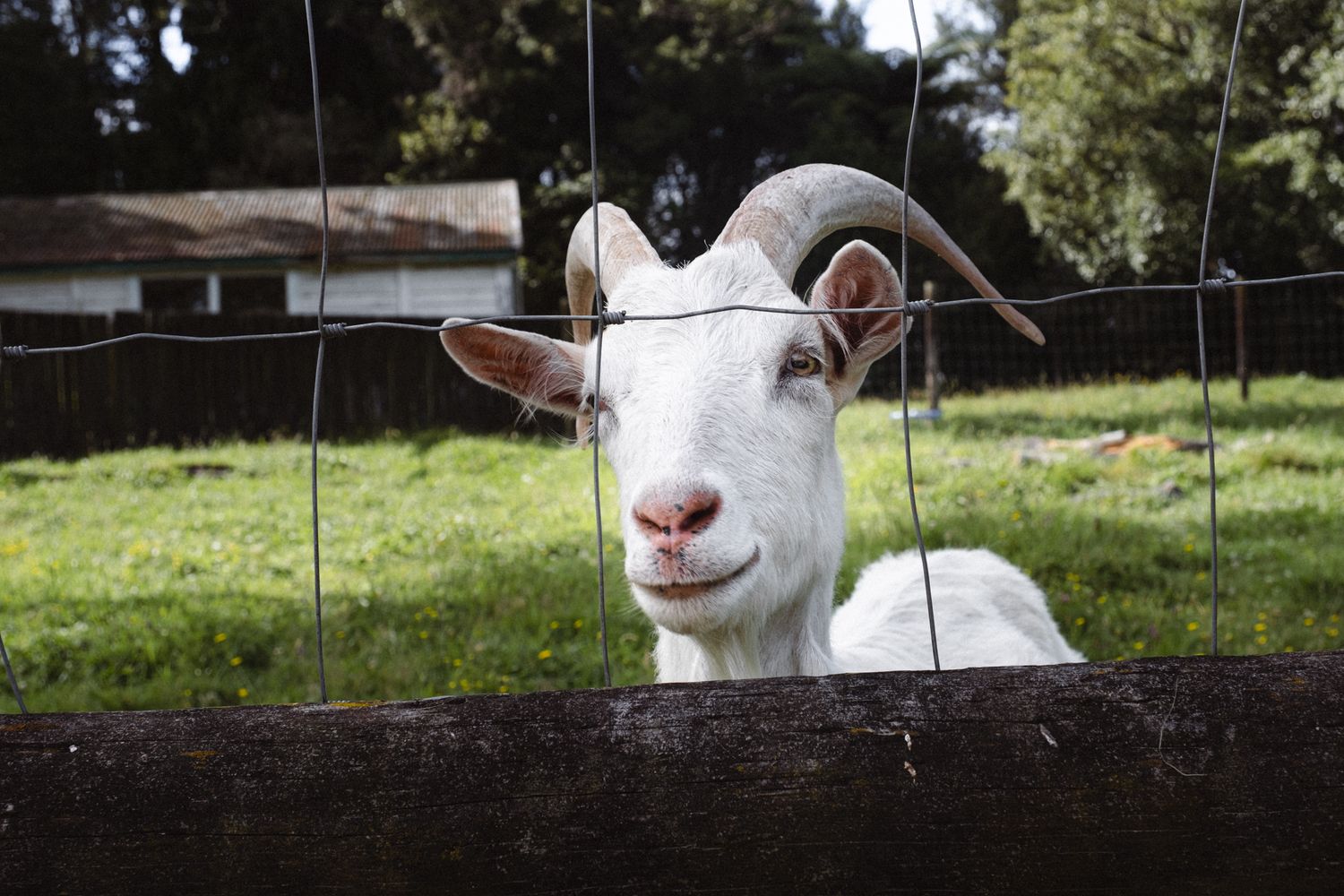 White horned goat looking through a wire fence on a green farm.