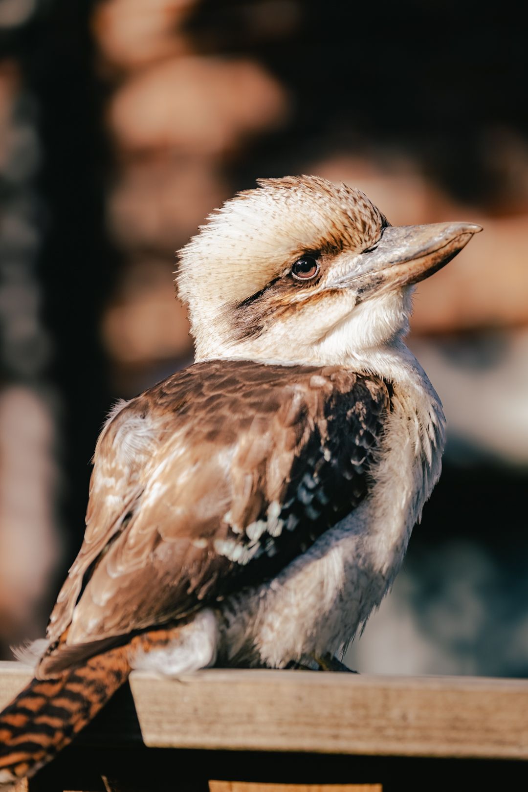 A kookaburra bird perches on a wooden railing with soft bokeh background in warm natural light.