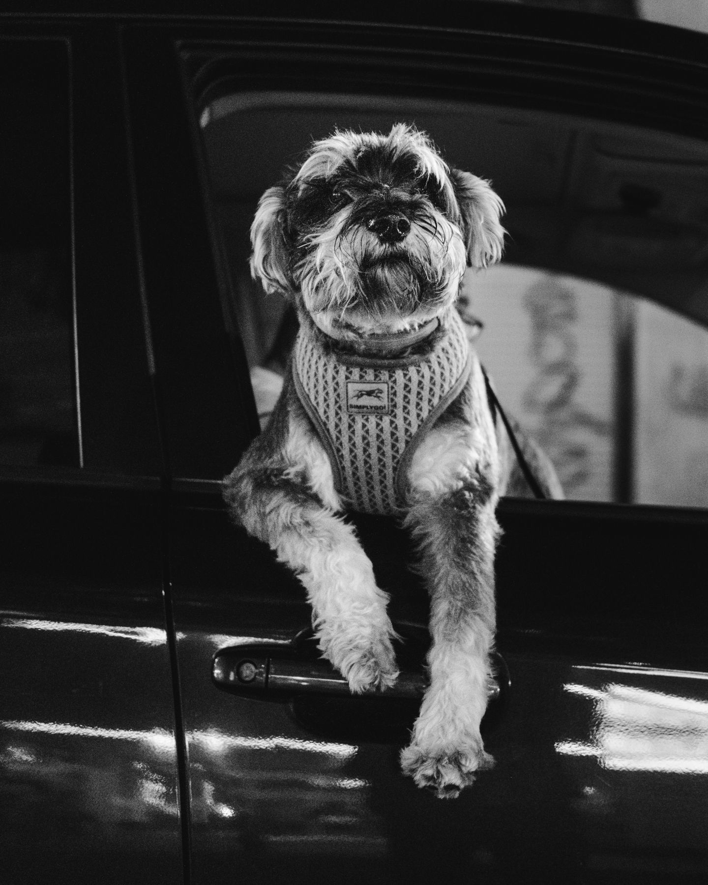 Small schnauzer dog wearing a knit harness leaning out of a car window in black and white.