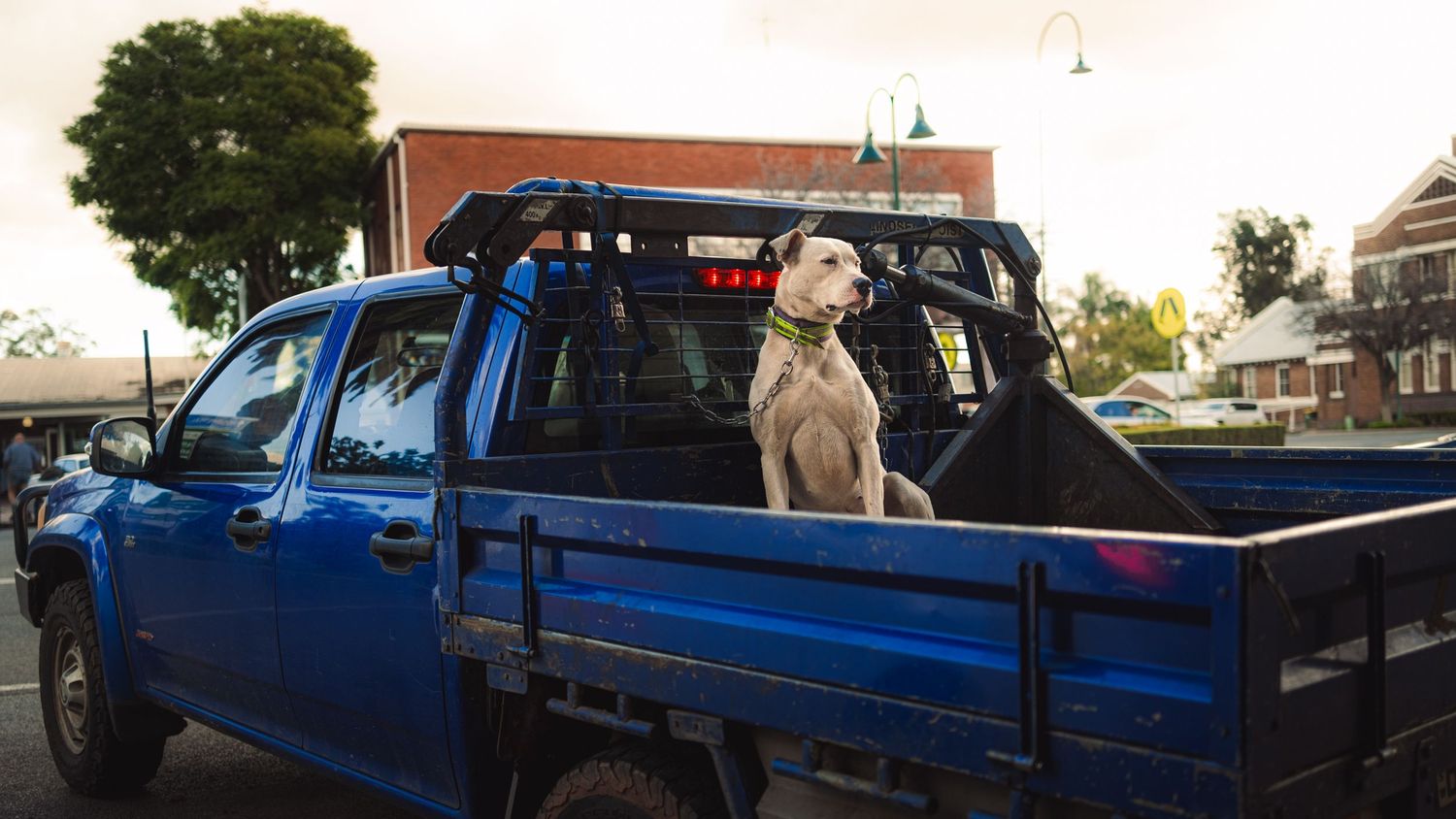 White dog sitting in the back of a blue pickup truck parked on a street.