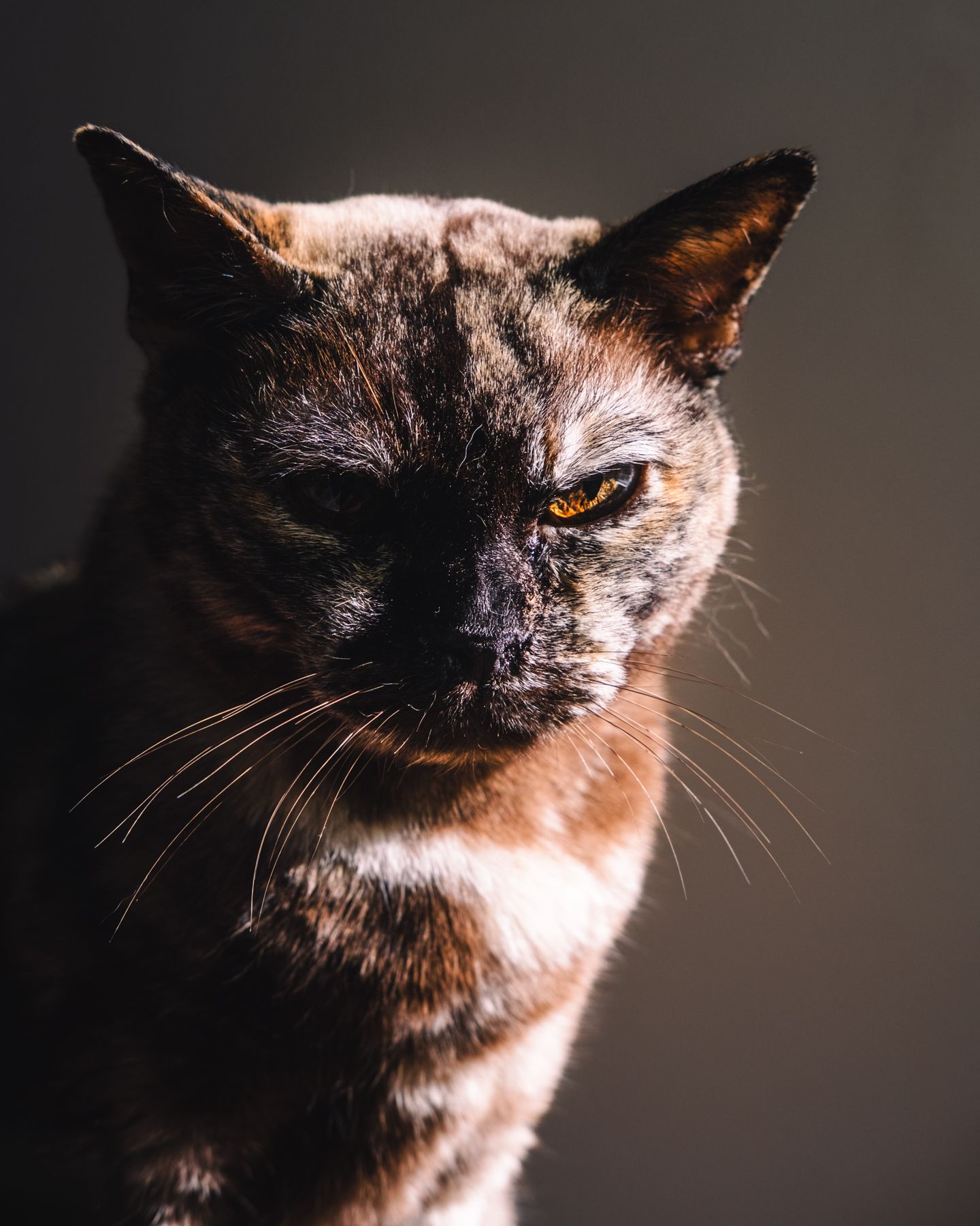 A grumpy-looking tortoiseshell cat with amber eyes stares intensely in dramatic studio lighting.