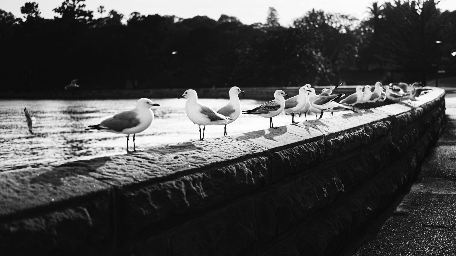 Black and white photo of seagulls perched on a stone wall beside a calm lake.