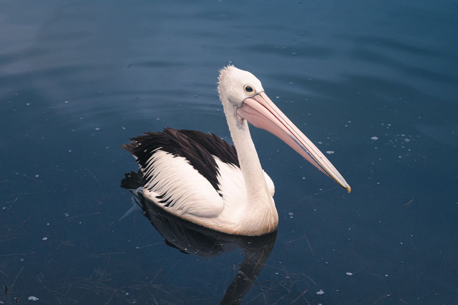An Australian pelican with a long pink bill glides gracefully on calm blue water.