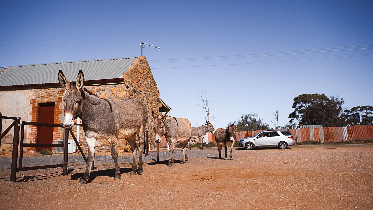 Donkeys standing near a rustic building on a red dirt outback Australian property.