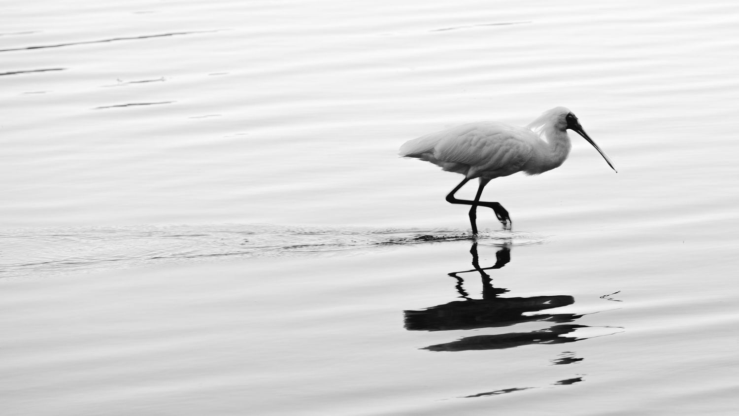 A white egret wades through shallow water with its reflection visible in this serene black and white photo.