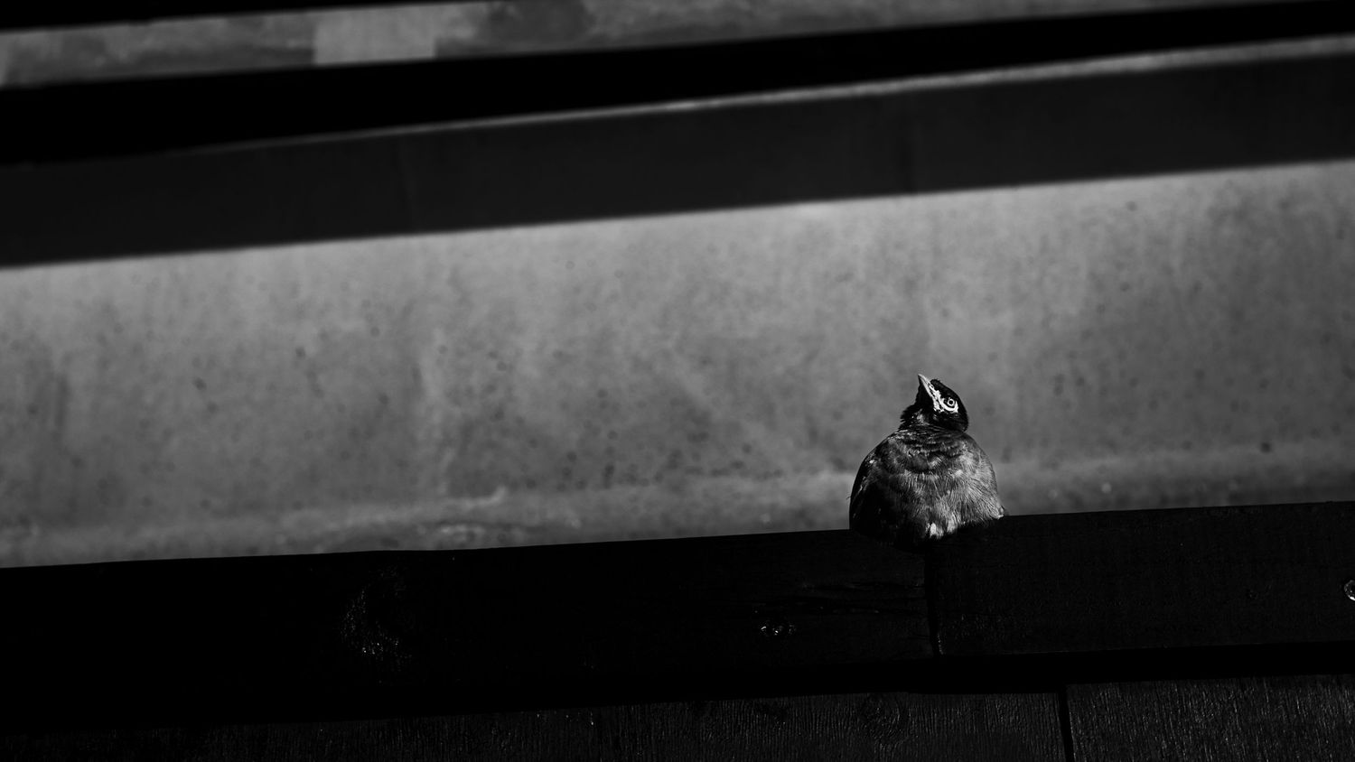 A small sparrow perches alone beneath a metal beam in a moody black and white urban photograph.