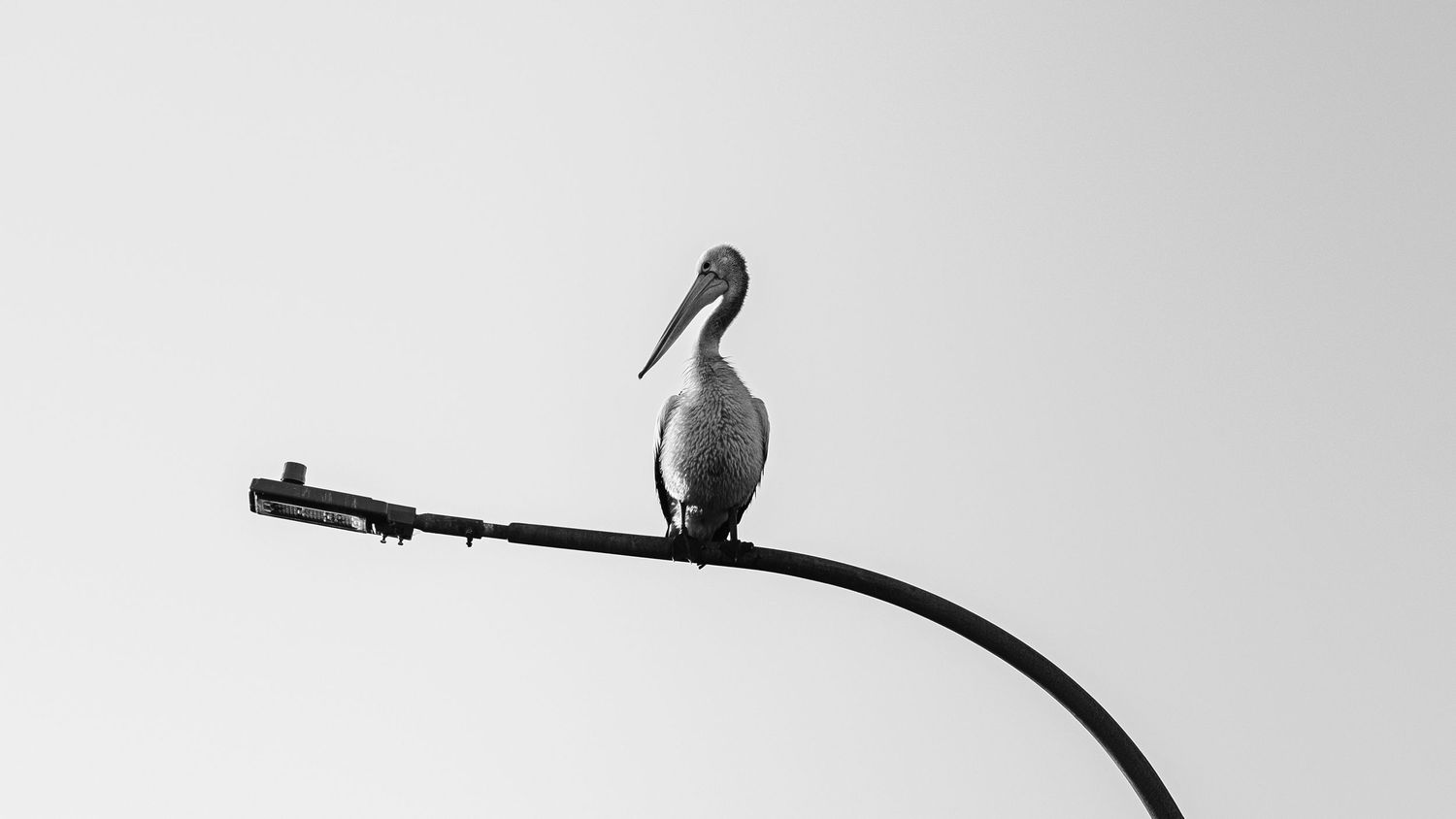 A pelican perches atop a curved street lamp pole against a plain white sky in black and white.