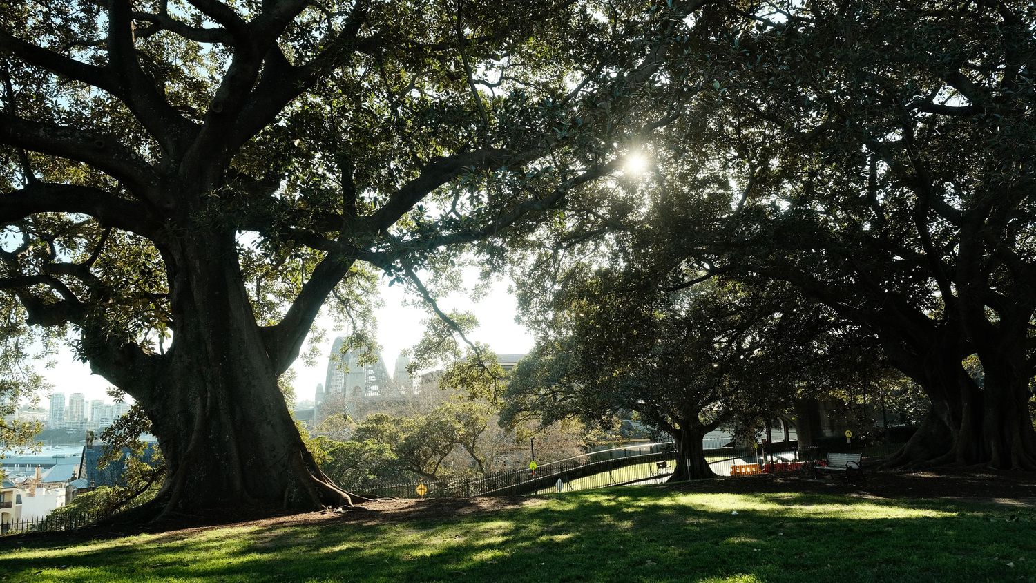 Sunlight filters through sprawling oak trees in a lush green park with benches and city views beyond.
