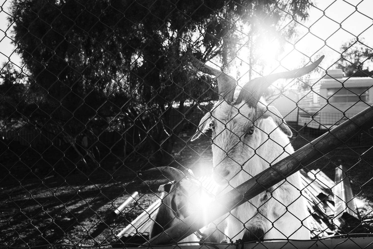 A bird perches on a chain-link fence backlit by bright sunlight in a black and white photo.