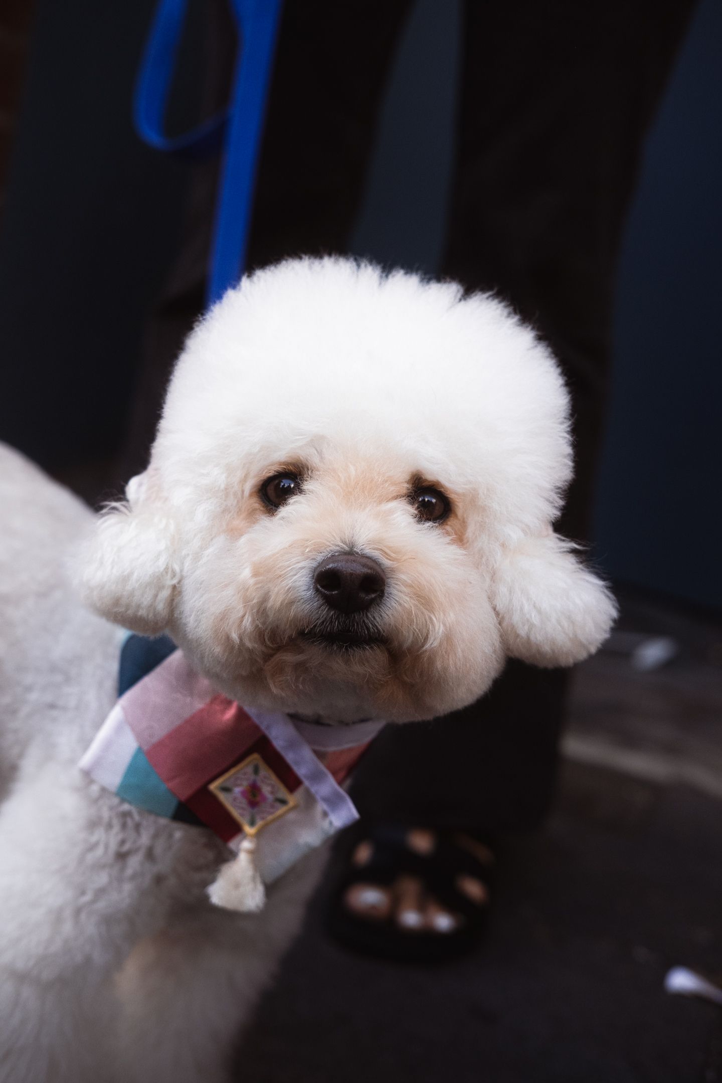 Fluffy white Bichon Frise dog wearing a colorful scarf looking up at the camera.