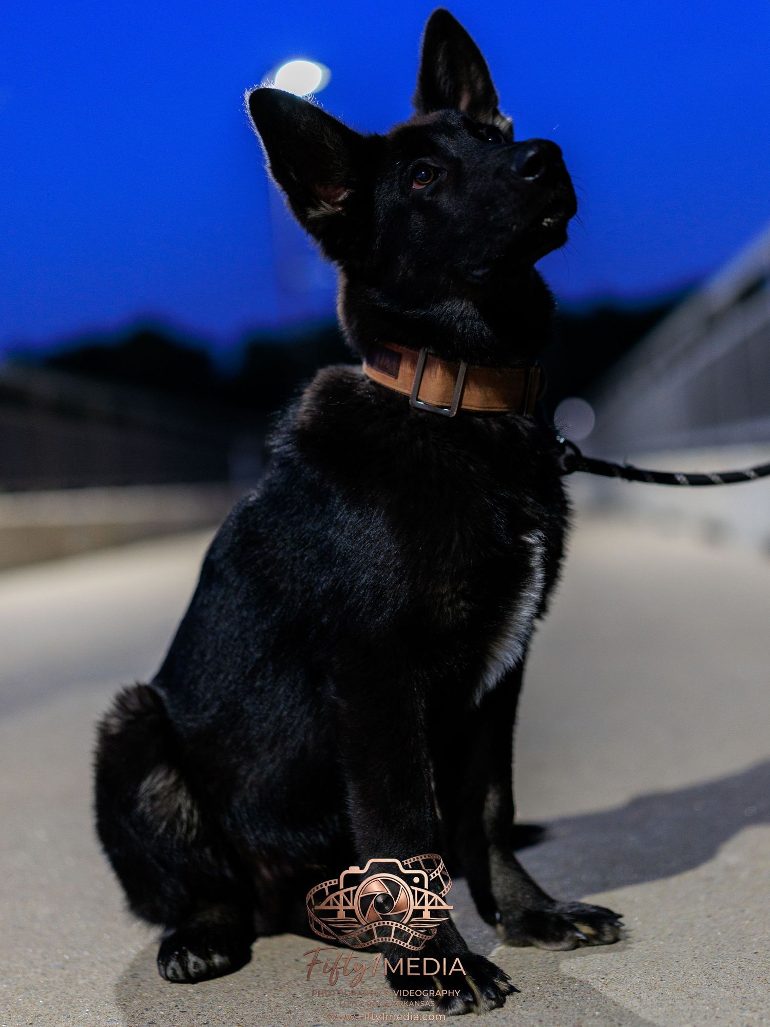 Portrait of a black dog sitting outside against a clear blue sky, Arkansas pet photography.