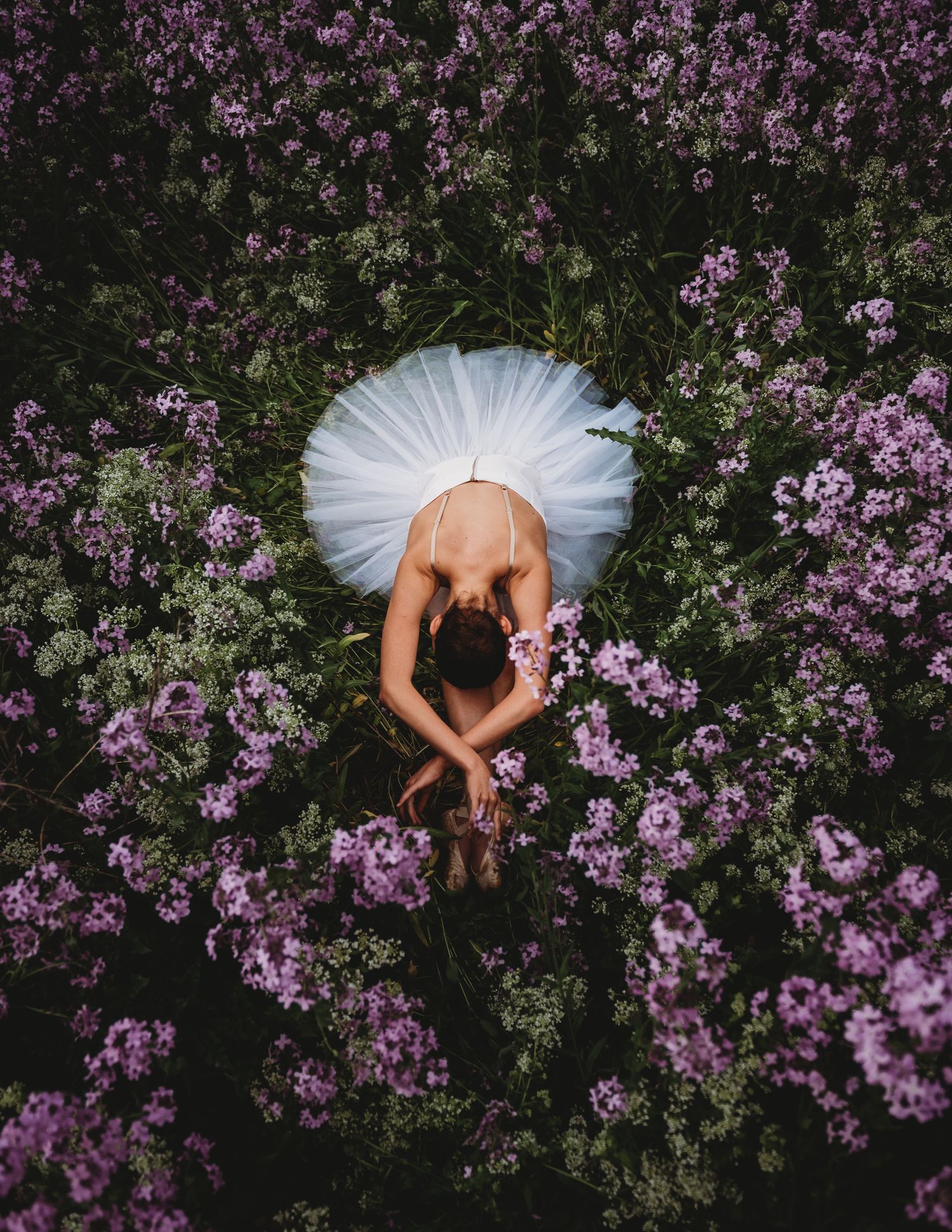 Aerial view of a ballet dancer in white tutu gracefully posed among blooming purple flowers in a garden.