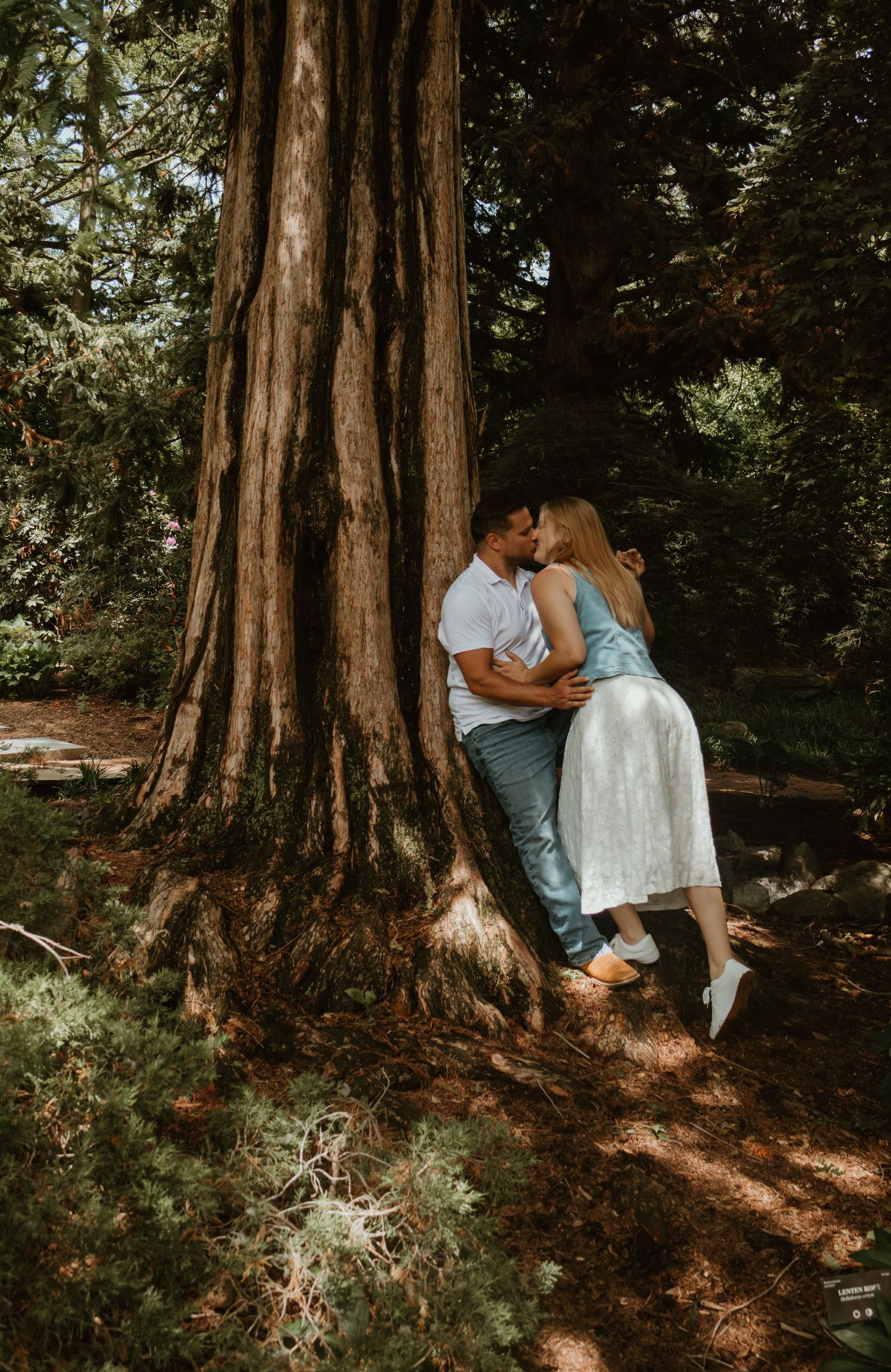 A couple shares a romantic kiss leaning against a massive redwood tree in a lush green forest setting.