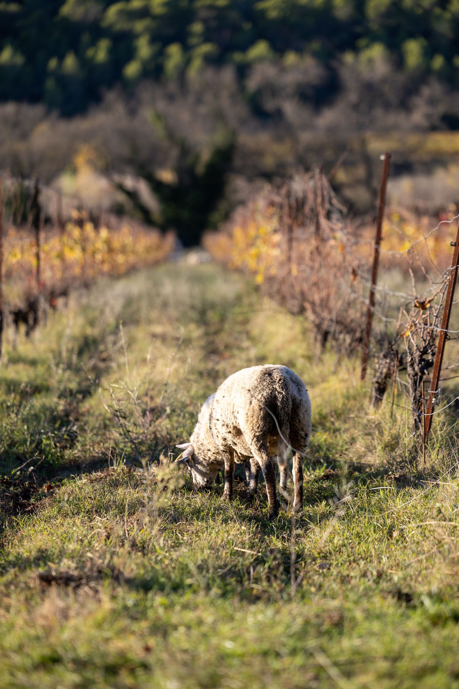 Photographe et vidéaste basée en Bretagne, spécialisée dans le monde équestre, animalier, événementiel, entreprises...