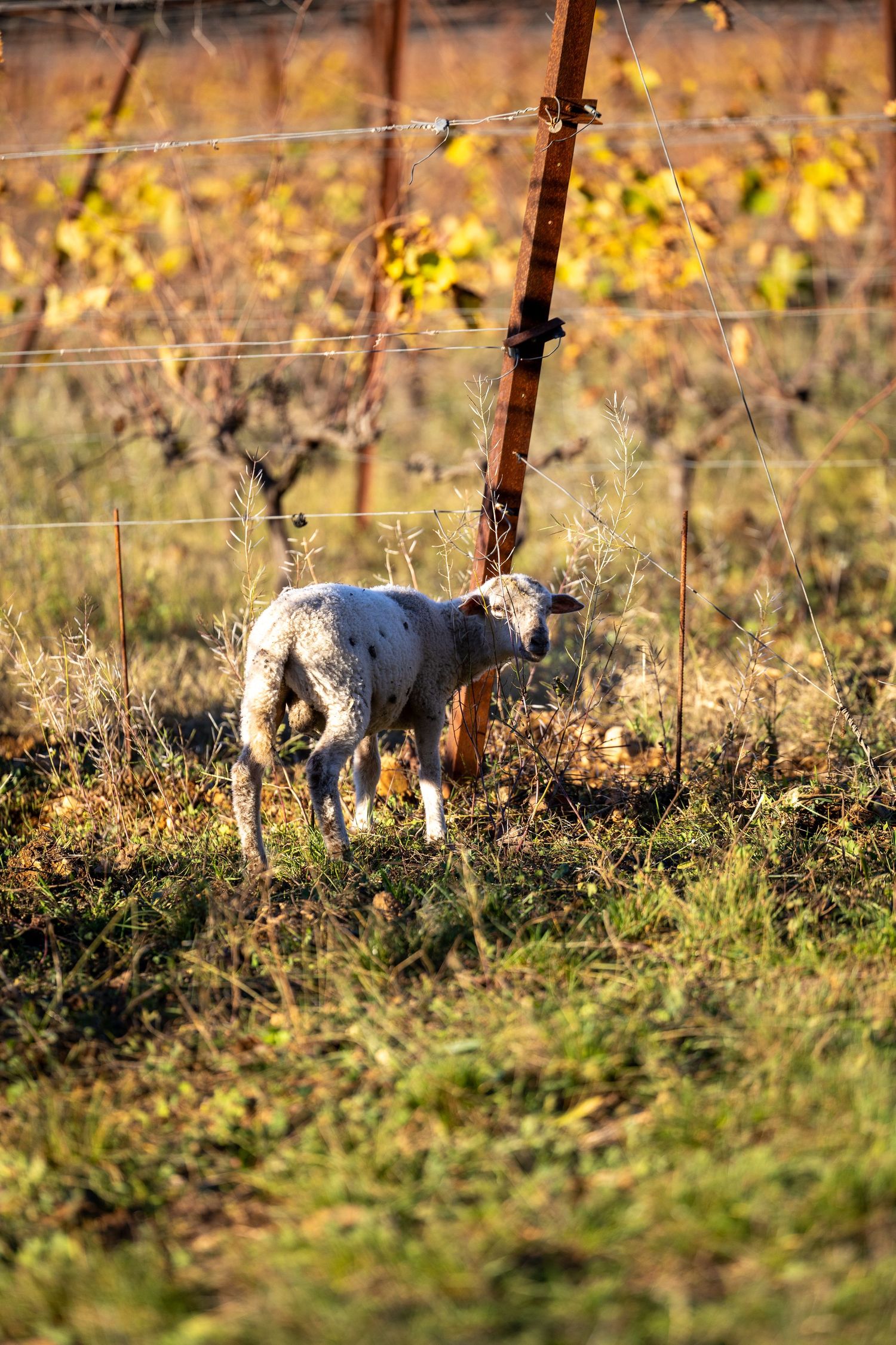 Photographe et vidéaste basée en Bretagne, spécialisée dans le monde équestre, animalier, événementiel, entreprises...