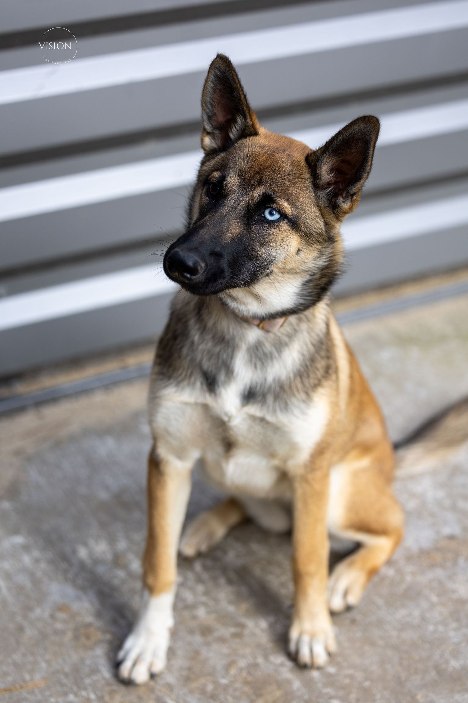 shooting photo canin en Hérault - Vision by Faustine - photographe, vidéste, community manager et créatrice de contenus.