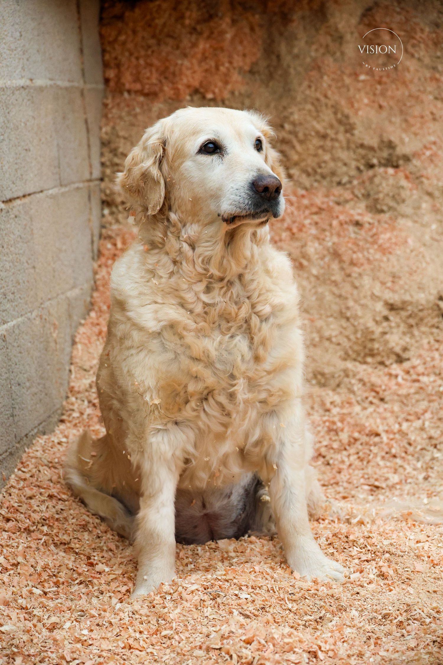 shooting photo canin en Hérault - Vision by Faustine - photographe, vidéste, community manager et créatrice de contenus.