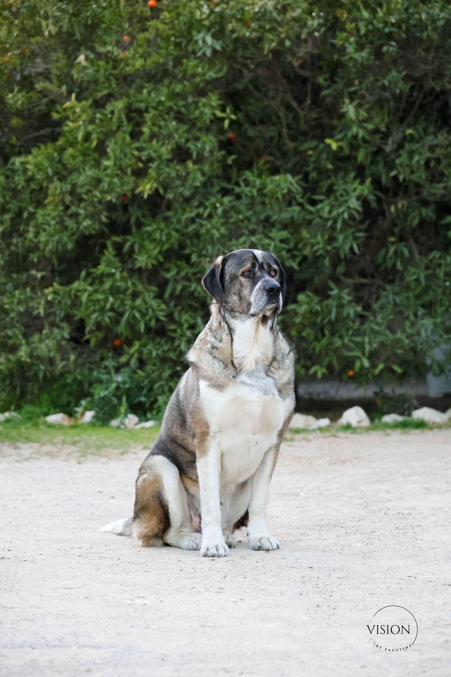 shooting photo canin en Hérault - Vision by Faustine - photographe, vidéste, community manager et créatrice de contenus.